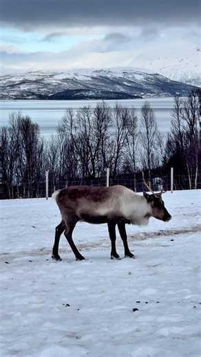 How Do Arctic Deer Stay Warm? #trending #animals #wildlife #new #shortvideo #shorts