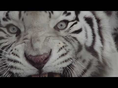 ZAYDE WOLF - KING (REIMAGINED) / OFFICIAL AUDIO