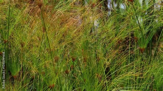 Papyrus sedge or paper reed and Indian matting plant also known as Nile grass (Cyperus papyrus) in the wind.