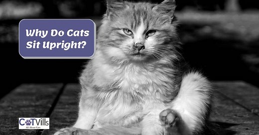 Why Does My Cat Sit Like a Human? These Are The 10 Reasons!