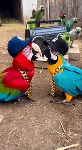 Hilarious Hip-Hop Parrots Drop a Beat in Full Rap Style!