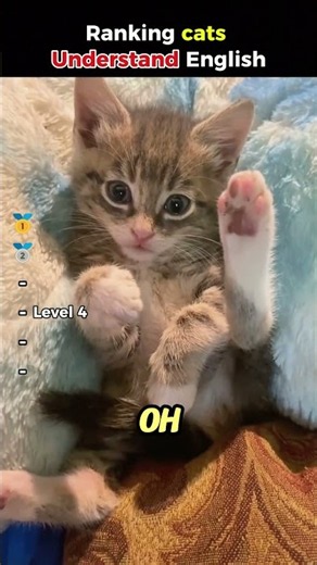 Cats reacting to English: The results are hilarious 😂 #cat #funny #shorts