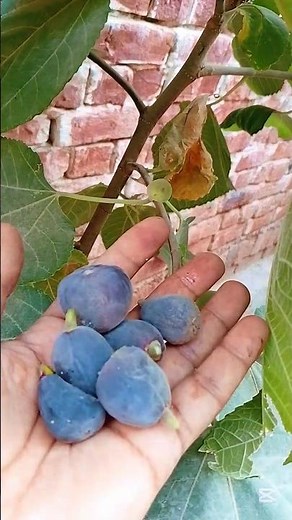 Fig Plant Propagation Through Cuttings | Easy Way to Grow Fig Plants! 🌿✂️