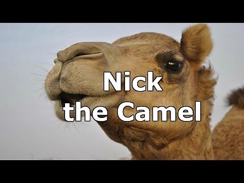 Nick the Camel