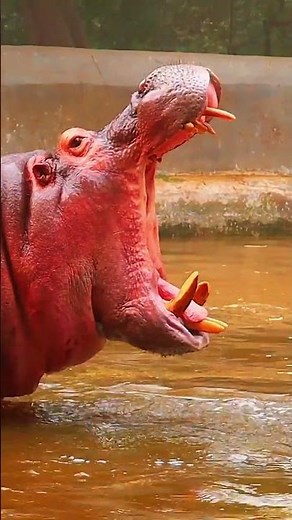 hippopotamus pooping#animals #hippopotamus #pooping #shorts