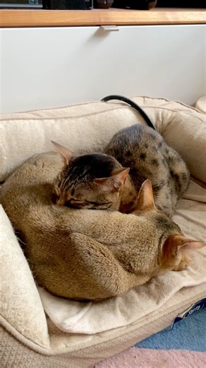 Cat Cuddle Diaries - Day 45