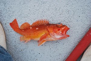 Starry rockfish - Alchetron, The Free Social Encyclopedia