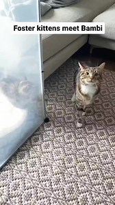 Bambi fever begins 😂 the kitten's first impressions did not disappoint! We put the kittens in their enclosure for a safe meeting experience with Bambi. Their quarantine period where we keep them separated is over and they can't get enough of her! | Fostering kittens