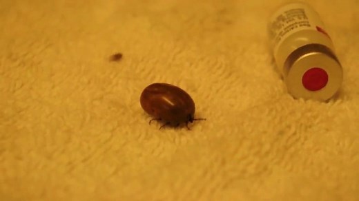 Explosion d'une tique