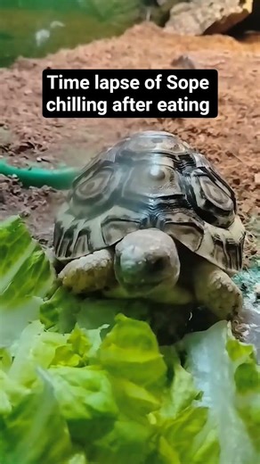 2 minute video of Sope chilling cut down to 9 seconds #sope #tortoise #turtle #torta #chill