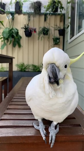 Casper the cockatoo running, prancing & twirling! #fyp #funnypets #cockatoo #petcare #pet #cockatoodance #hillirious #parrot #parrotlife #cute | birdcockatoo