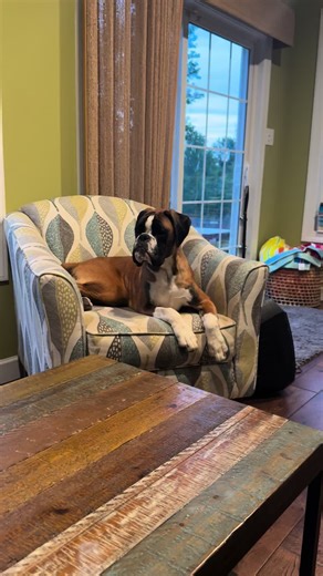 Brindle Boxer Dogs: Adorable Moments and Life