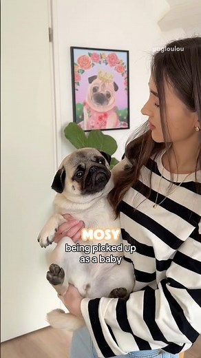 My dogs with VERY different PERSONALITIES 🤣🤭 #pug #dog #shorts