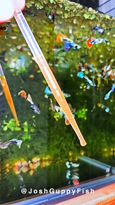 Sending your guppies a big hug and lots of love to start their day right. Remember, a fresh batch of baby brine shrimp gives them the energy and confidence to grow strong and shine beautifully—your care makes all the difference! #Aquarium #Guppy | Joshguppyfish 喬的孔雀魚