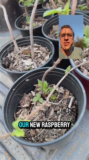 Creating a new Raspberry Patch 🤩•Spring on the Homestead 🌺☀️🐓 •#diy #homestead #farmlife #raspberry #patch | Mark Bonnalie
