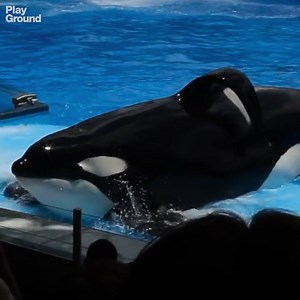 El documental ‘Blackfish’ ha conseguido que el zoo SeaWorld deje de incluir a las orcas en sus espectáculos acuáticos. La crueldad no es un método para domesticar a estos animales presos en cárceles de cristal. | PlayGround