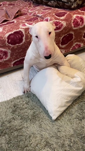 Boogeyman și pernele: Distracție în casă!