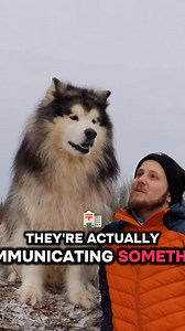 Ever notice how your dog talks back when you talk to them? 🐶🗣️ That little grumble… the dramatic sigh… the full-on argument? Here’s why it happens 👇 Your dog isn’t being disrespectful — they’re communicating. Dogs learn fast that when you talk, things happen. Walks. Treats. Attention. So they reply in the only way they can. Sometimes it’s excitement — you said a magic word and they can’t contain it. Sometimes it’s frustration — “I heard you… I just don’t agree.” And sometimes? It’s pure attit