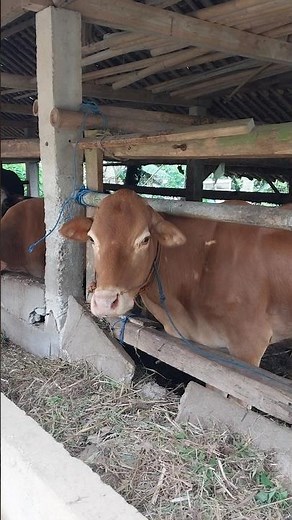 sapi jumbo lucu | cow funny moments #cow #sapi #animals #funny