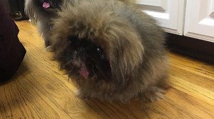 1.8K views · 172 reactions | It’s our annual Adopt a Senior Dog food...