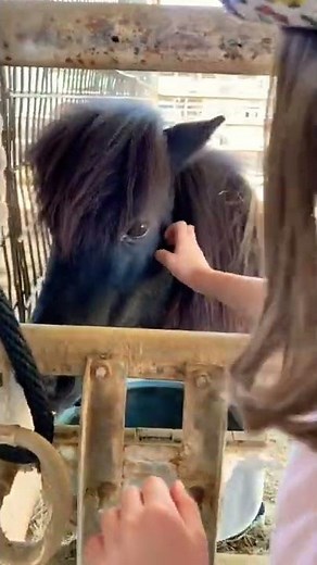 Little girl meets mini horse just her size!