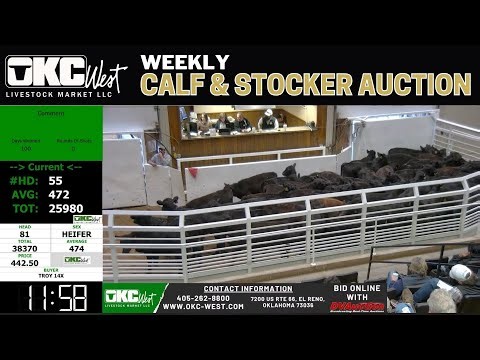 Real-Time Oklahoma Calf & Stocker Prices | 5,500+ Head at OKC West | 1/13/2026