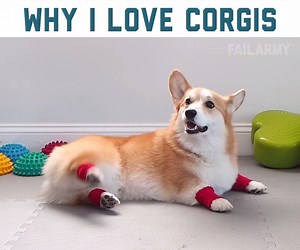 6.6M views · 32K reactions | I love these long little dogs! | FailArmy | Facebook