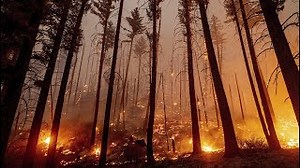 Watch: How do wildfires start?
