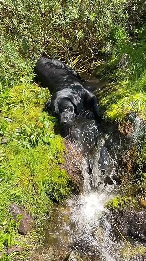 Glorious summer 🌞 | Bear Bones Labradors