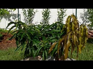 Training mango trees 🌴this is the way I do it!