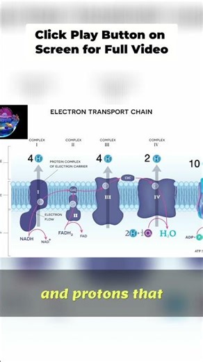 Electron Transport Chain: Making ATP in Mitochondria Explained