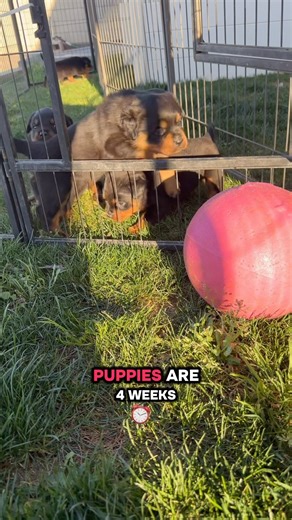 Puppies are 4 weeks old