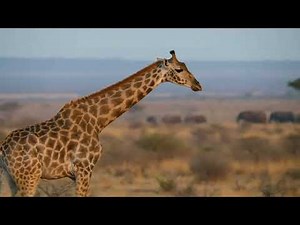 Giraffe Sound | Real Animal Sounds