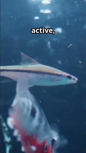 🌈 Meet the Roseline Shark – Nature’s Neon Torpedo! 🚀🐟#RoselineShark #DenisonBarb #aquariumbeauty