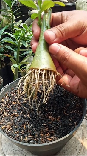 Adenium Root Program Results
