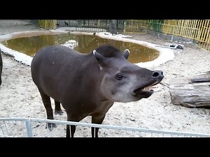 Зоопарк в Израиле. Смешной Тапир крутит своим хоботом.