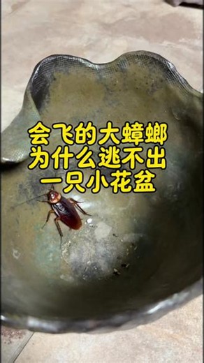 会飞的大蟑螂，什么逃不出一只小小的花盆呢？ #昆虫也有故事 #小院时光 #小院生活