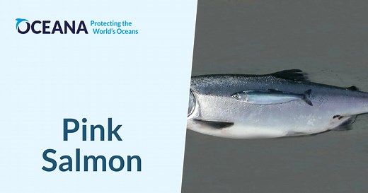 Pink Salmon | Oceana
