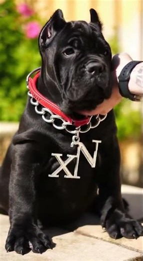 cane Corso Dog Protects Home Like a Guardian #doglover #caneCorso #pets