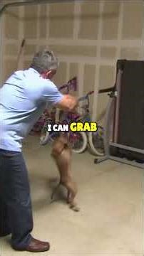 Master Your Dog's Behavior_ Military-Grade Training Secrets Revealed!