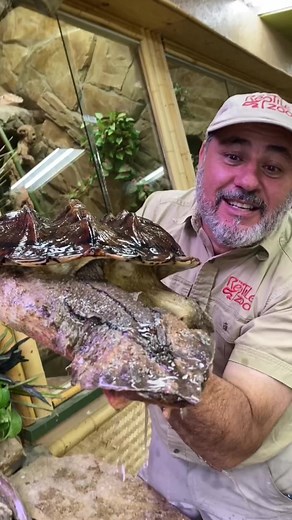 Unusual Alien Turtle Discovery