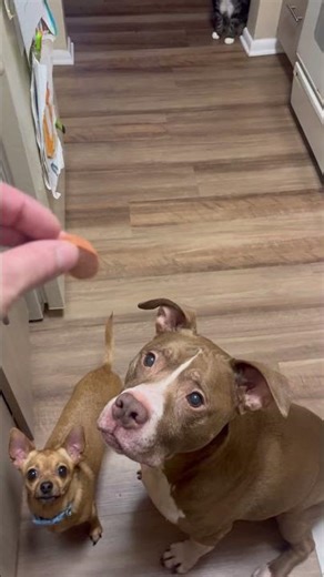 Dogs eating dogs #dogs #pitbull #chihuahua