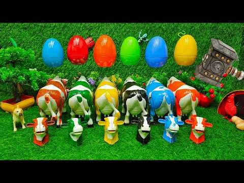 WADIDAU‼️PROSES POTONG SAPI | PROSES MELAHIRKAN CESAR SAPI & DOMBA | Cow Videos