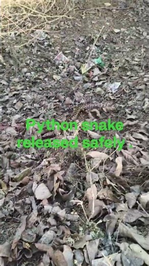 A Python snake released safely in a safe place.