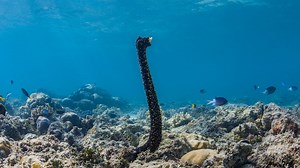 Sea cucumbers stand at attention for mating display