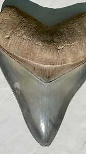 252K views · 5K reactions | Pretty, colorful and high quality Megalodon shark tooth found here by Todd V. This fossil has survived millions of years without getting broken by being covered by sand after the shark dropped it, most likely while feeding, and it stayed in the layer until recently being exposed and saved! ..#SHRKco #LinkInBio #sharktoothjewelry #megalodon #shark #sharktooth #sharkteeth #sharks #fossil #fossilized #florida #ancient #prehistoric #greatwhite | SHRKco | Facebook