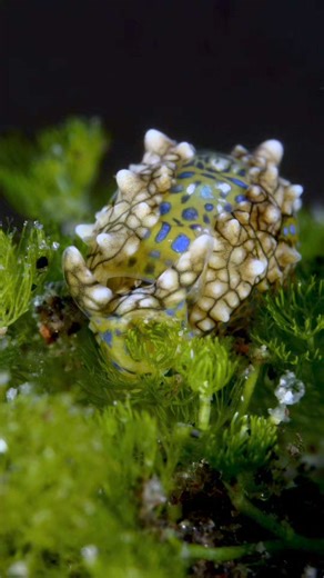 I have already posted this clip some time ago and it was very popular, so let's watch it again then 😉 A super tiny sea animal - sea slug - Oxynoe kylei is feeding on the algae. A body length of this creature is approximately 3mm!!! 🔬 The video was taken at a depth of 15m. 🤿 🎥 Lighting Big Blue Dive Lights Hong Kong Headquarter Tulamben, Bali, Indonesia. 🌏 Many thanks for watching, lovely people 🙏😊🙏 With AOI-uw & Divesea Indonesia | Yury Ivanov