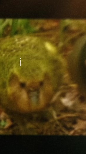 Kakapo: The Endangered New Zealand Parrot