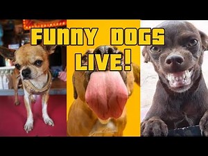 🐶 Live: Cutest & Funniest Dog Clips 24/7 – Try Not to Laugh!😂