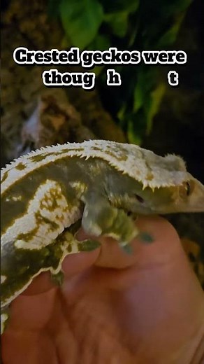 Crested gecko facts